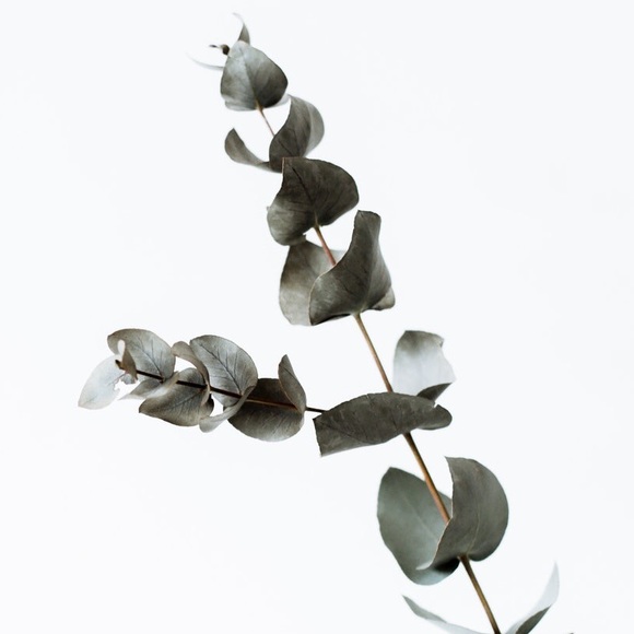 eucalyptuses